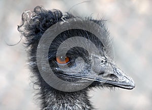 Emu portrait