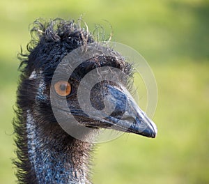 Emu Portrait 2