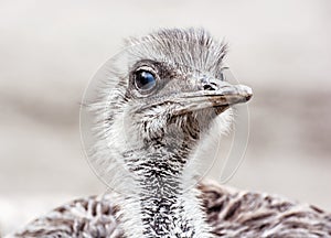 Emu portrait - Dromaius novaehollandiae, bird scene