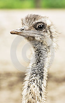 Emu portrait - Dromaius novaehollandiae, close up bird scene