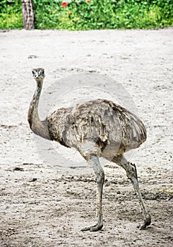 Emu portrait - Dromaius novaehollandiae, flightless bird portrait