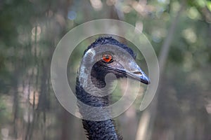 Emu portrait in HARTLEY’S CROCODILE ADVENTURES