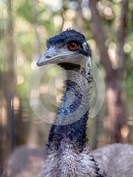 Emu portrait in HARTLEYâS CROCODILE ADVENTURES