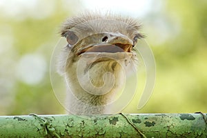 Emu prisoner