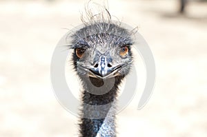 Emu's face