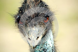 Emu's Head