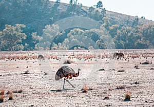 Emu is the second largest bird.