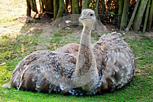 Emu Sitting on the Ground