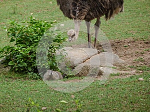 Emu sneaking up on groundhog