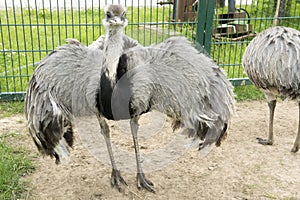 Emu spread out wings