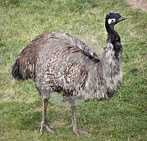 Emu Standing
