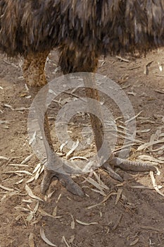 Emu standing in an enclosure on the ground