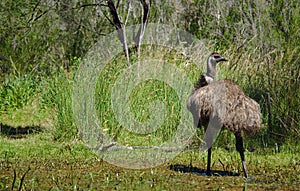 Emu turning head to right side photo