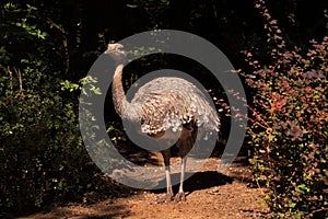 Emu standing in the sunlight