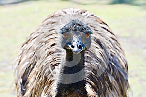 An Emu Staring into the Camera