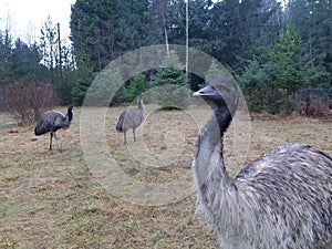 Emu stock photo, pet emus, ostrich relative. Unusual pet, exotic pet, ratite flightless bird