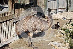 Emu strutting its stuff