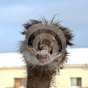 Emu. Sweet ostrich photo