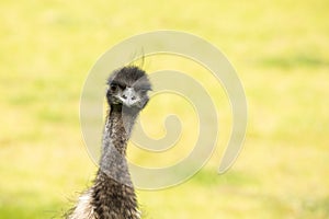 Emu taking a break from breakfast Karri Valley Resort Pemberton