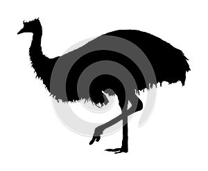 Emu vector silhouette illustration isolated on white background. Emu bird. Cartoon character. Australian endemic emu.