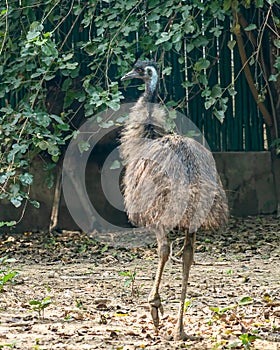 A Emu walking on a field