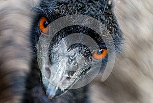 Emu watching