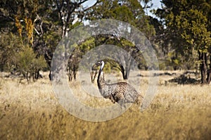 Emu in Wild