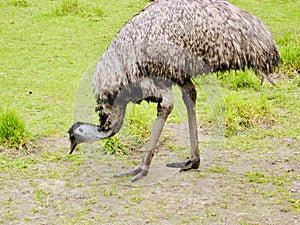 Emu, wildlife area with a variety of native in Rainbow Springs Nature Park.