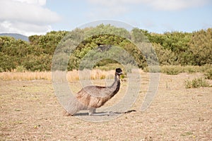 Emu at Wilsons Prom National Park, Victoria Australia