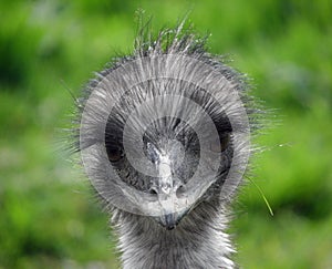 Emu Yokel