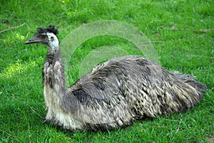 Emu in Zoo