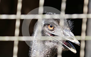 Emu on a Zoo in West Bengal India