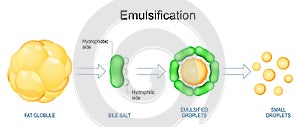 Emulsification of Fats. Lipids digestion