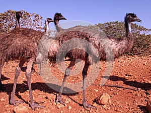 Emus, australia