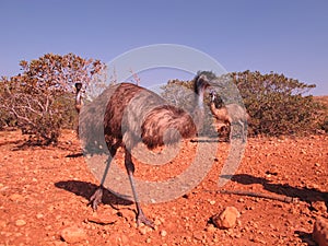 Emus, australia