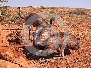 Emus, australia