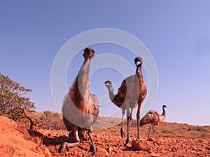Emus, australia