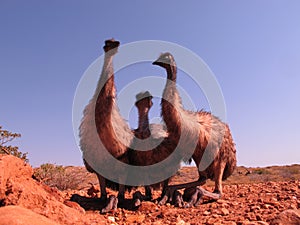 Emus, australia