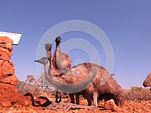 Emus, australia