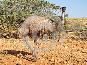 Emus, australia