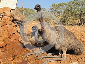 Emus, australia
