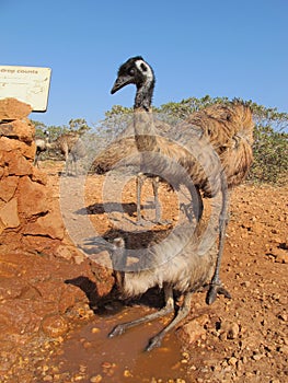 Emus, australia