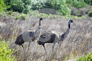 Emus (Dromaius novaehollandiae) photo