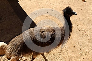 Emus (Dromaius novaehollandiae) in a zoo enjoying sunshine : (pix Sanjiv Shukla)