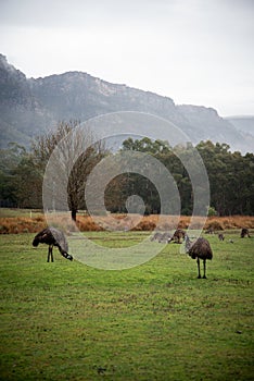 Emus and Kangaroos at the field with Grampians on the background, Halls Gap, Victoria, Australia