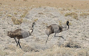 Emus running in outback Queensland