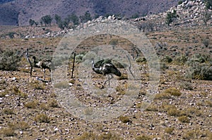 Emus seen on the Moralana Scenic Drive, Flinders` Ranges, SA, Australia