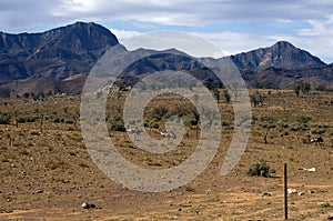 Emus seen on the Moralana Scenic Drive, Flinders` Ranges, SA Australia