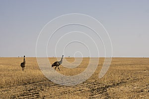 Emus in soy bean crop fields