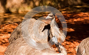 Emus under sunlight on red and dried ground